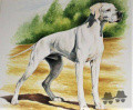 Pedigree FRIK DEL BIONDO Pedigree FRIK DEL BIONDO